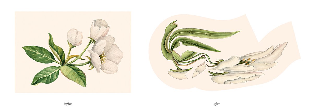 深圳VI设计  深圳VI策划  茶查理花茶VI形象设计  插画设计